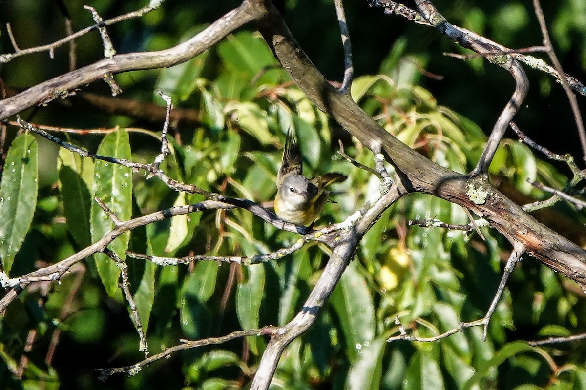 American Redstart - ML645803110
