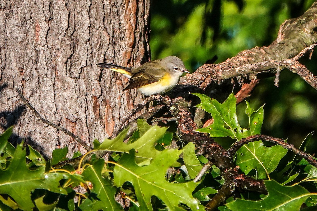 American Redstart - ML645803111