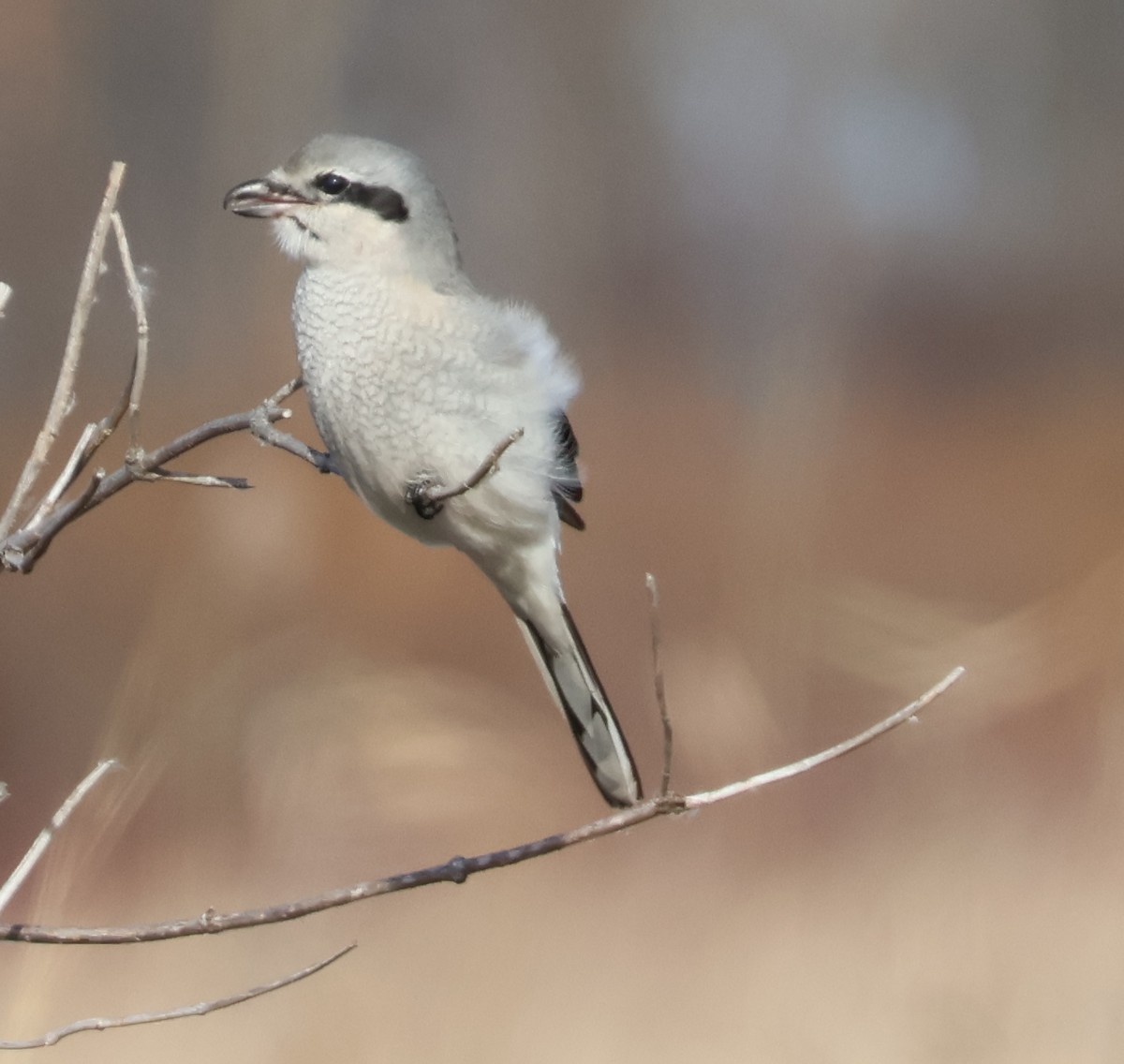 Northern Shrike - ML645803113