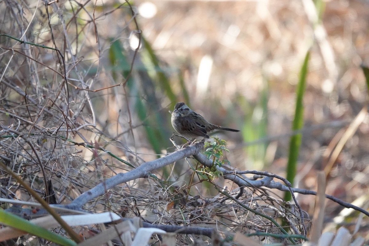 Bruant des marais - ML645803124