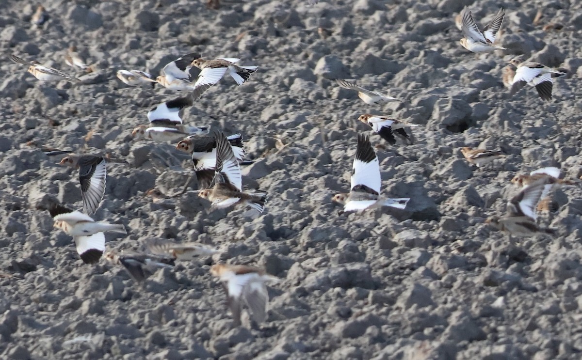 Snow Bunting - ML645803130