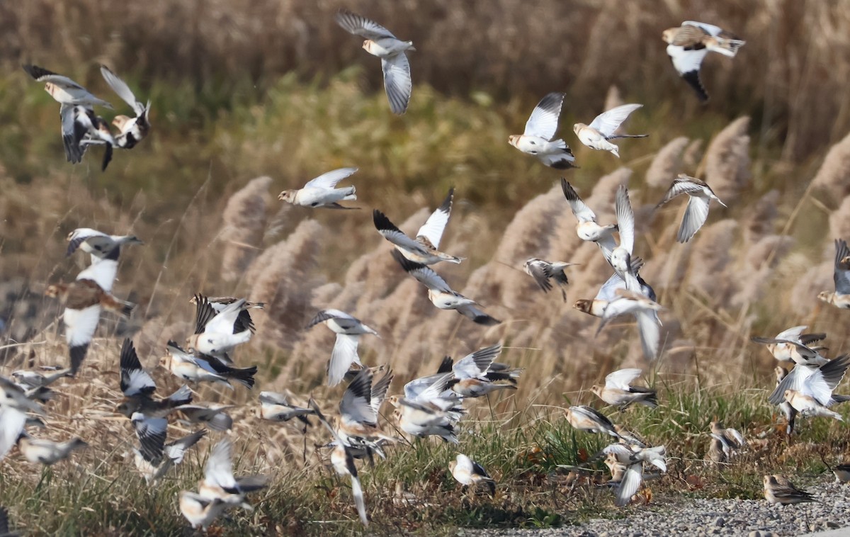 Snow Bunting - ML645803131