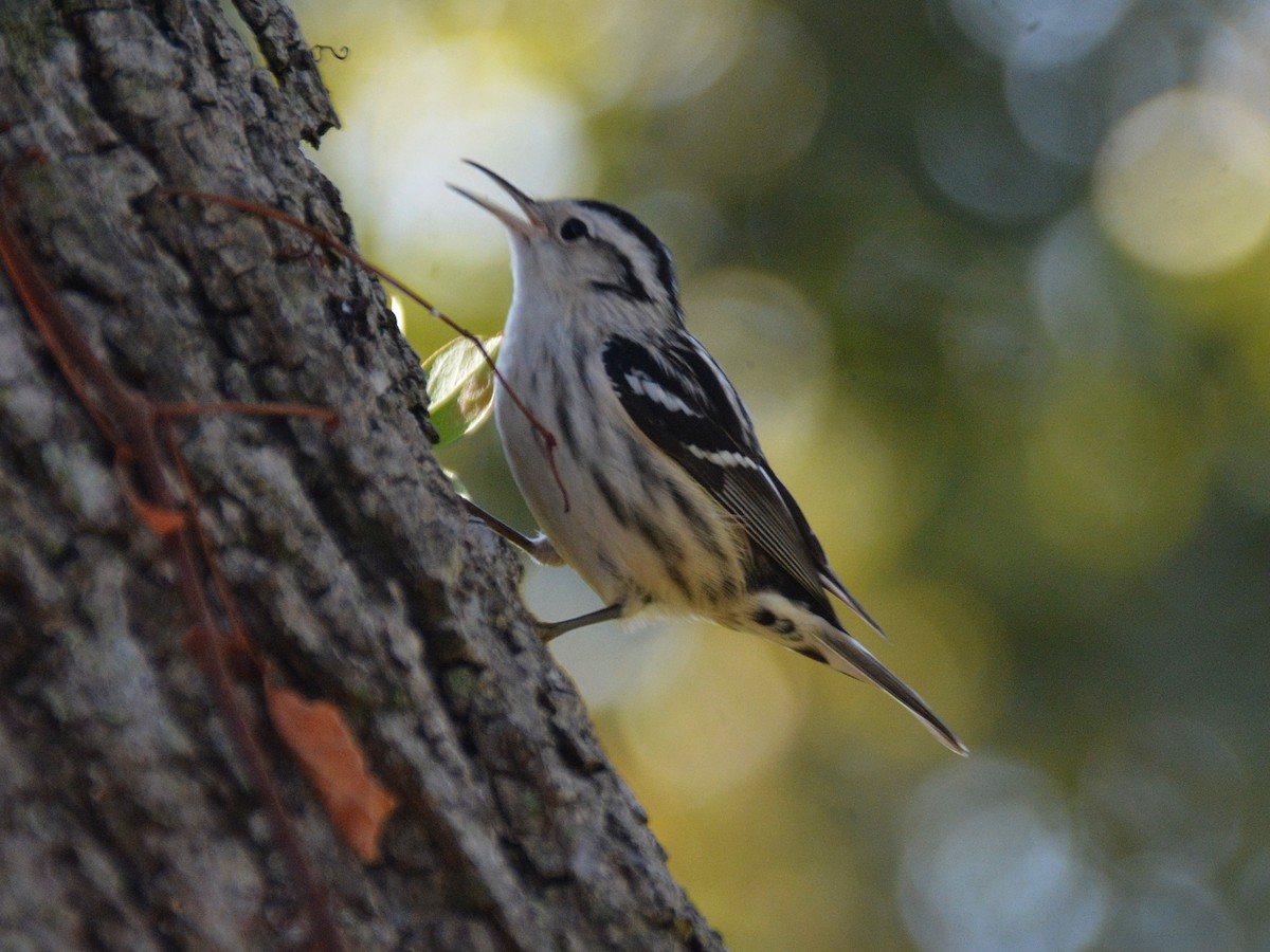 Black-and-white Warbler - ML645803132