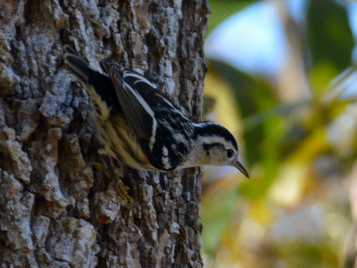 Black-and-white Warbler - ML645803142