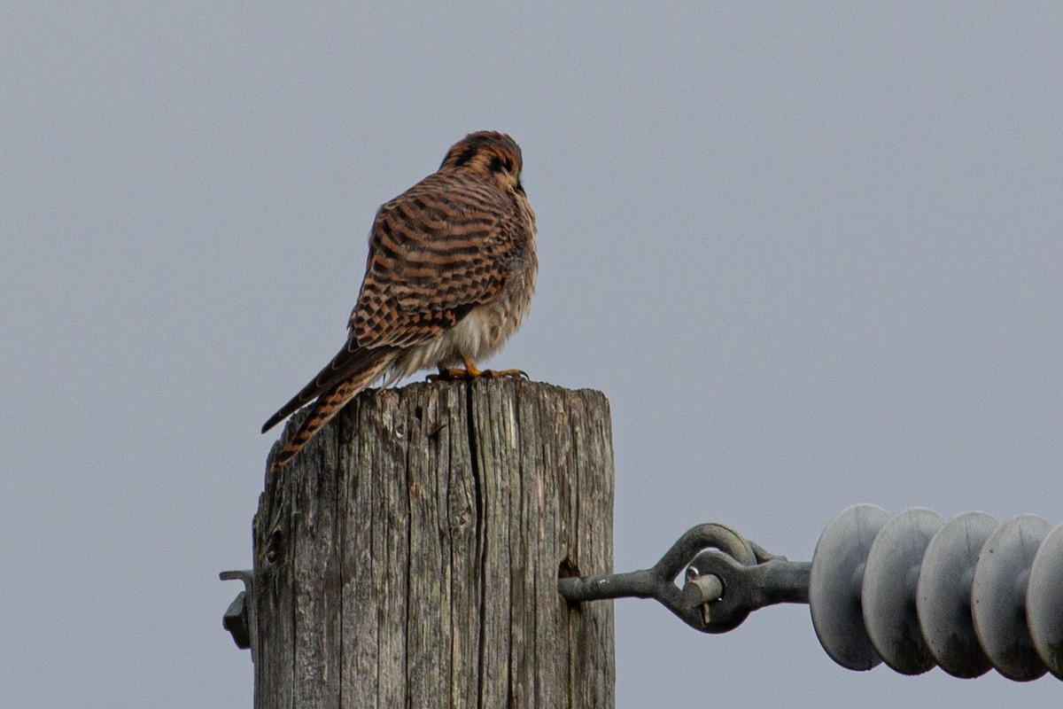 American Kestrel - ML645803143