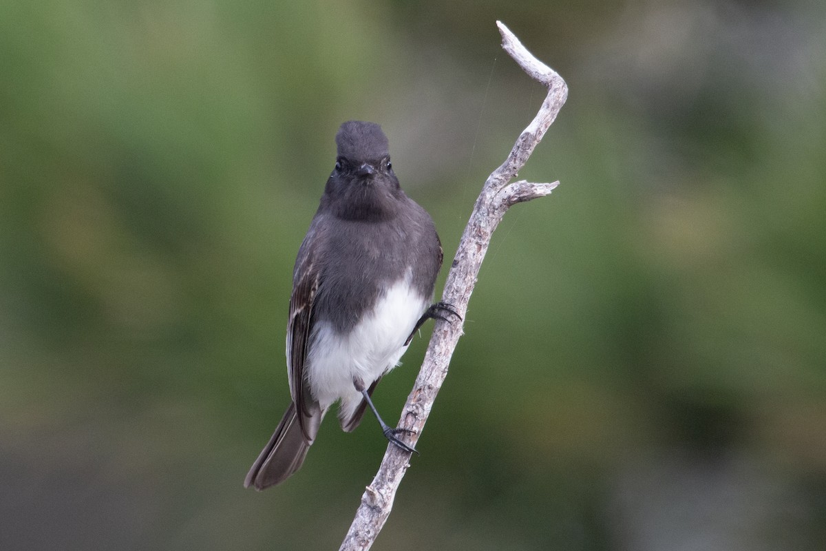 Black Phoebe - ML645803151