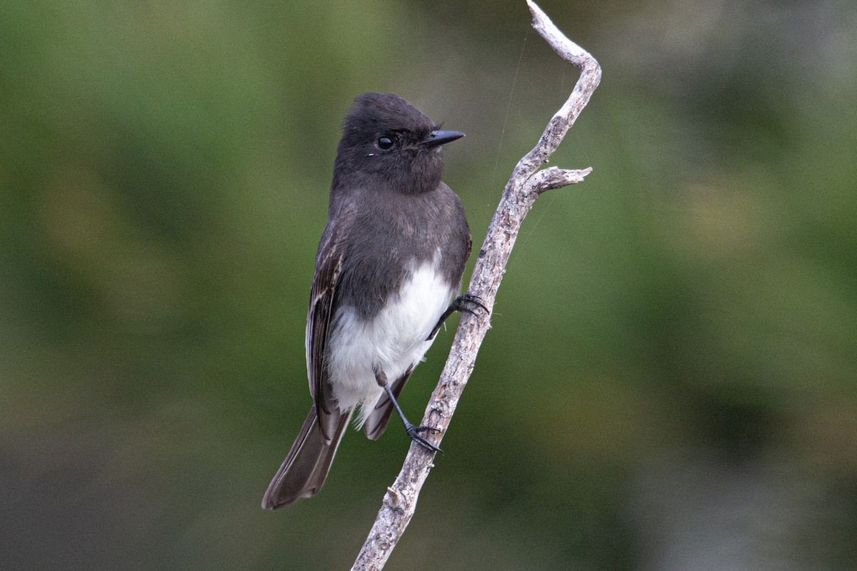 Black Phoebe - ML645803152