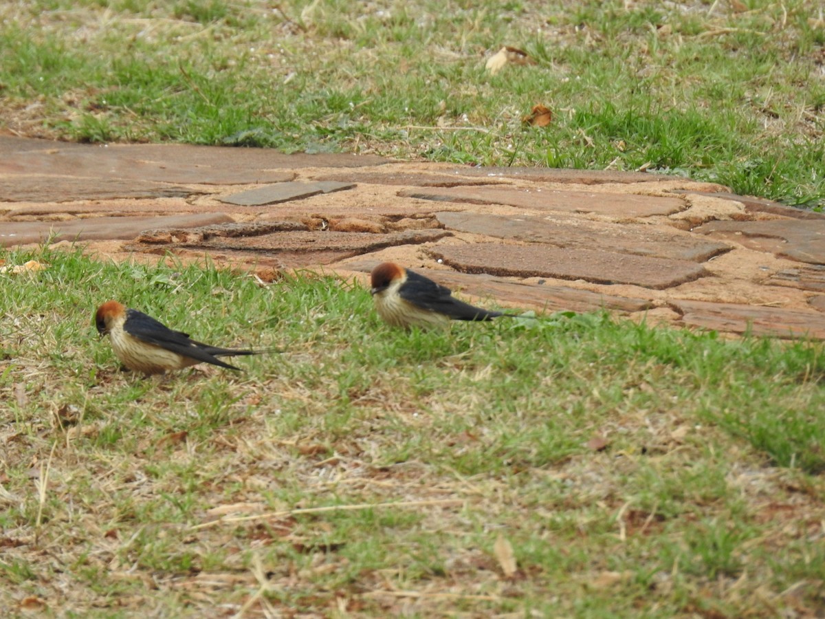 Greater Striped Swallow - ML645803153
