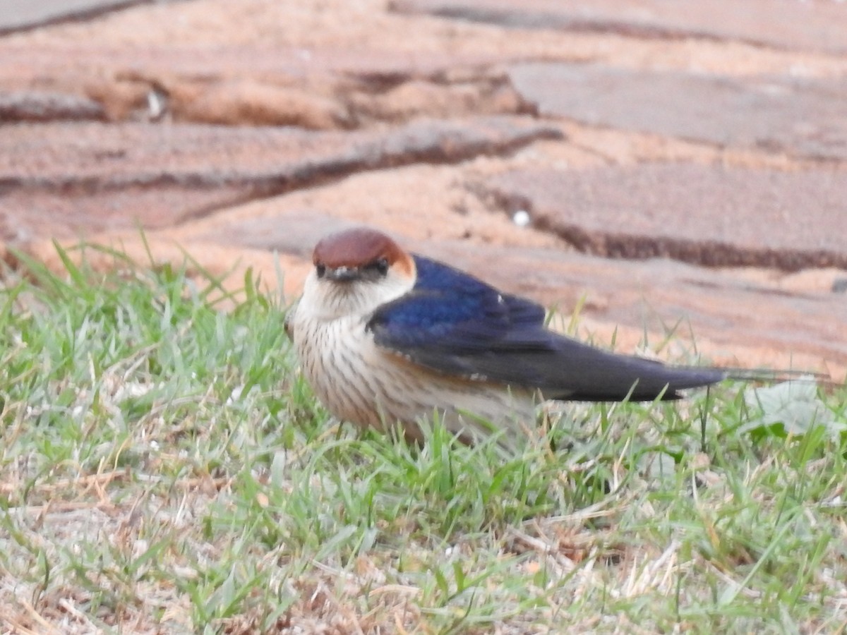 Greater Striped Swallow - ML645803156