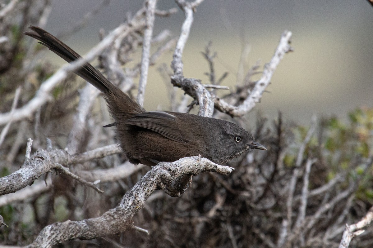 Wrentit - ML645803157