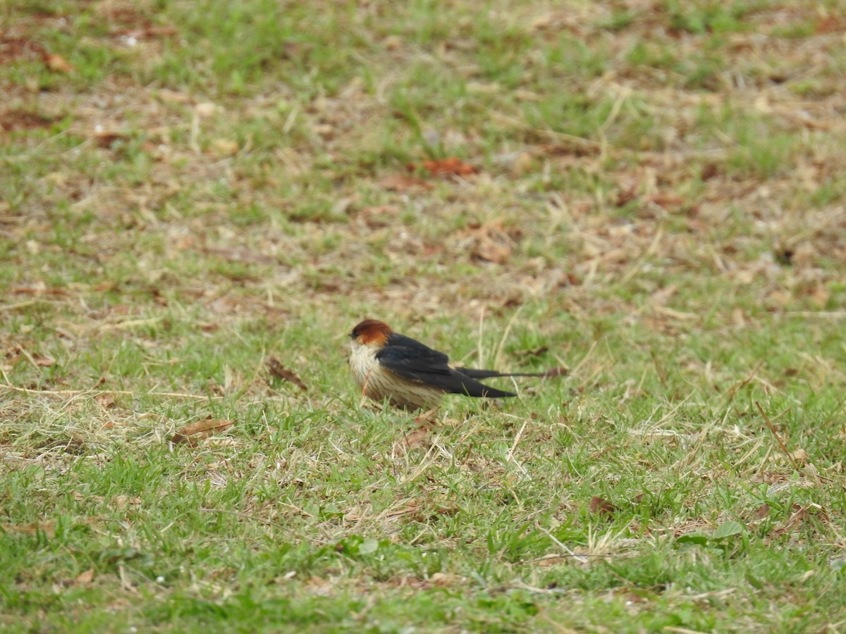 Greater Striped Swallow - ML645803162