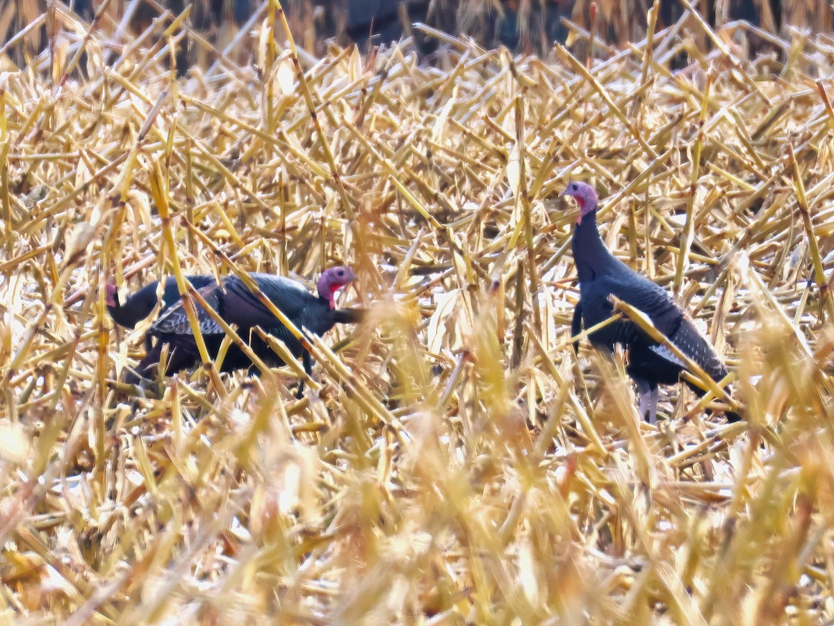 Wild Turkey - ML645803163