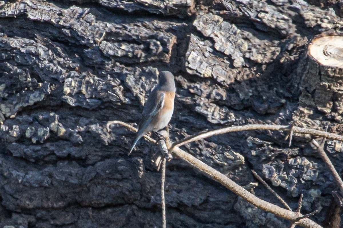 Western Bluebird - ML645803165
