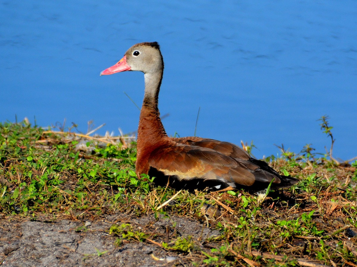 Black-bellied Whistling-Duck - ML645803168