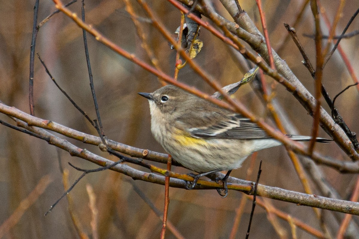 Yellow-rumped Warbler - ML645803170