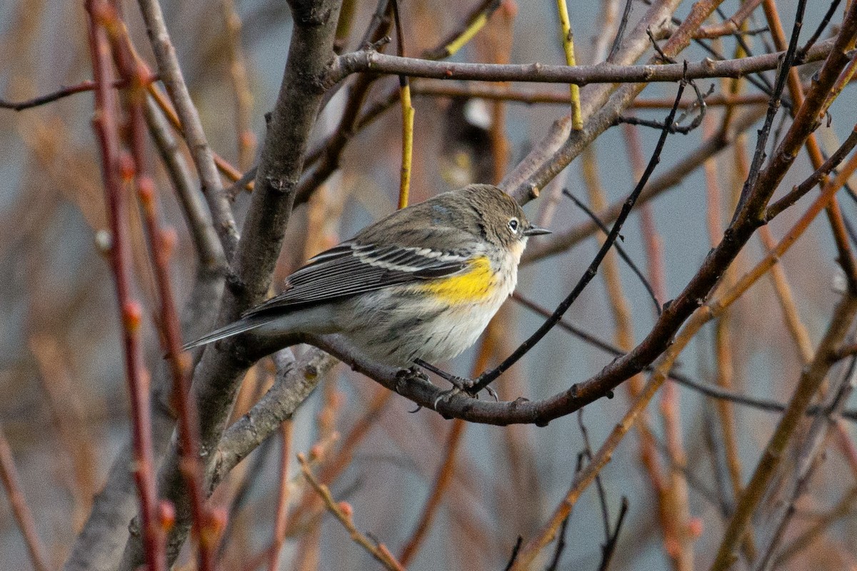 Yellow-rumped Warbler - ML645803171