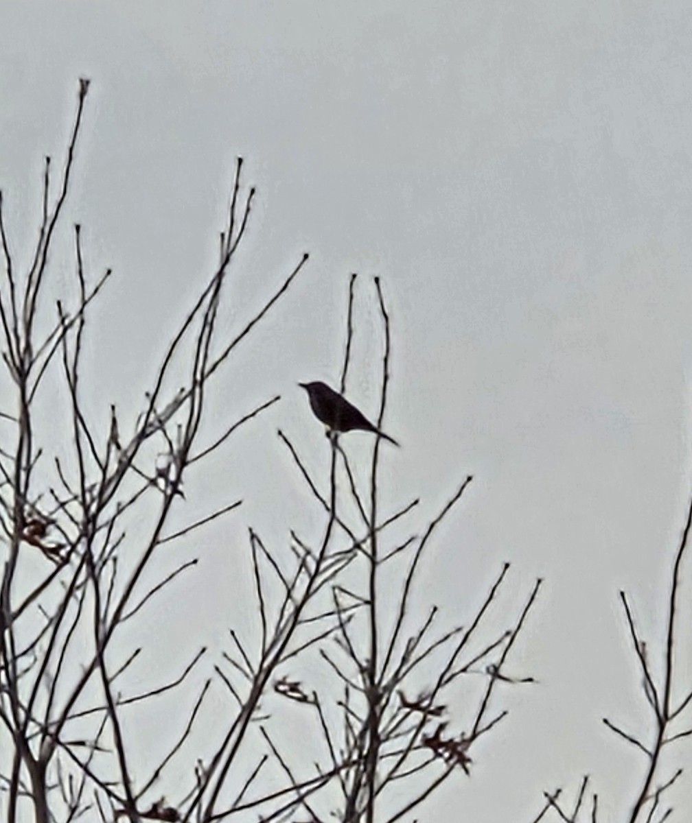 Common Grackle - ML645803176