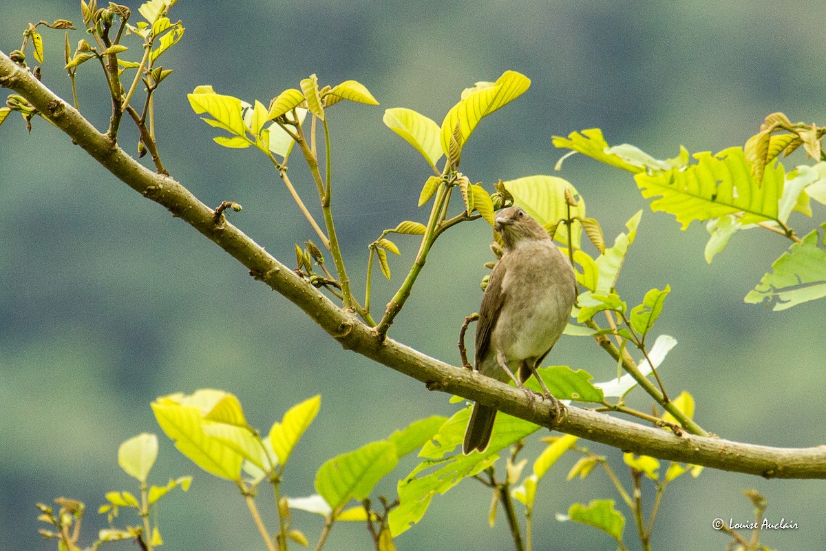 Black-billed Thrush - ML645803179
