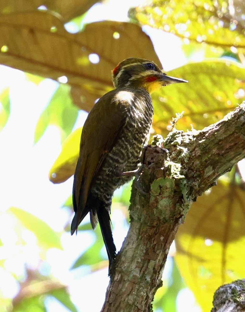 Altın Kaşlı Ağaçkakan - ML645803180