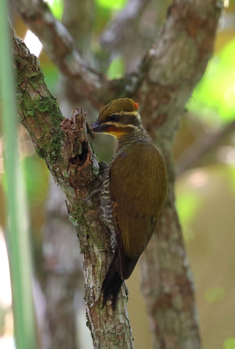 Altın Kaşlı Ağaçkakan - ML645803181