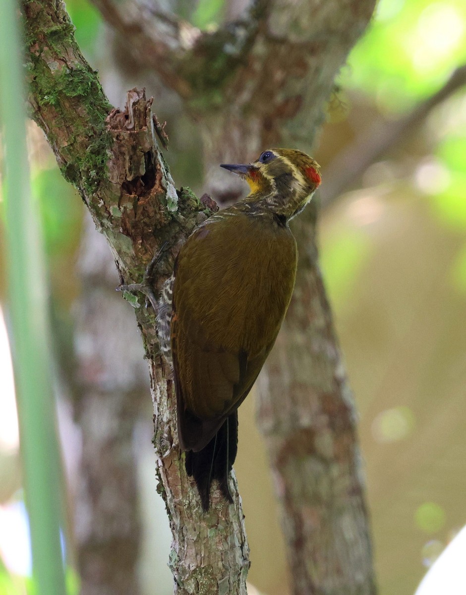 Altın Kaşlı Ağaçkakan - ML645803182