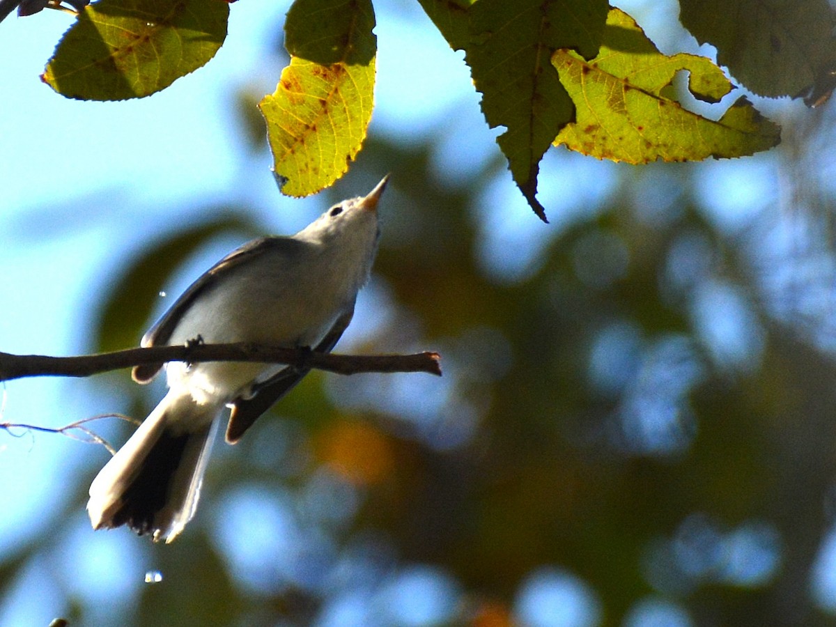 Blue-gray Gnatcatcher - ML645803189