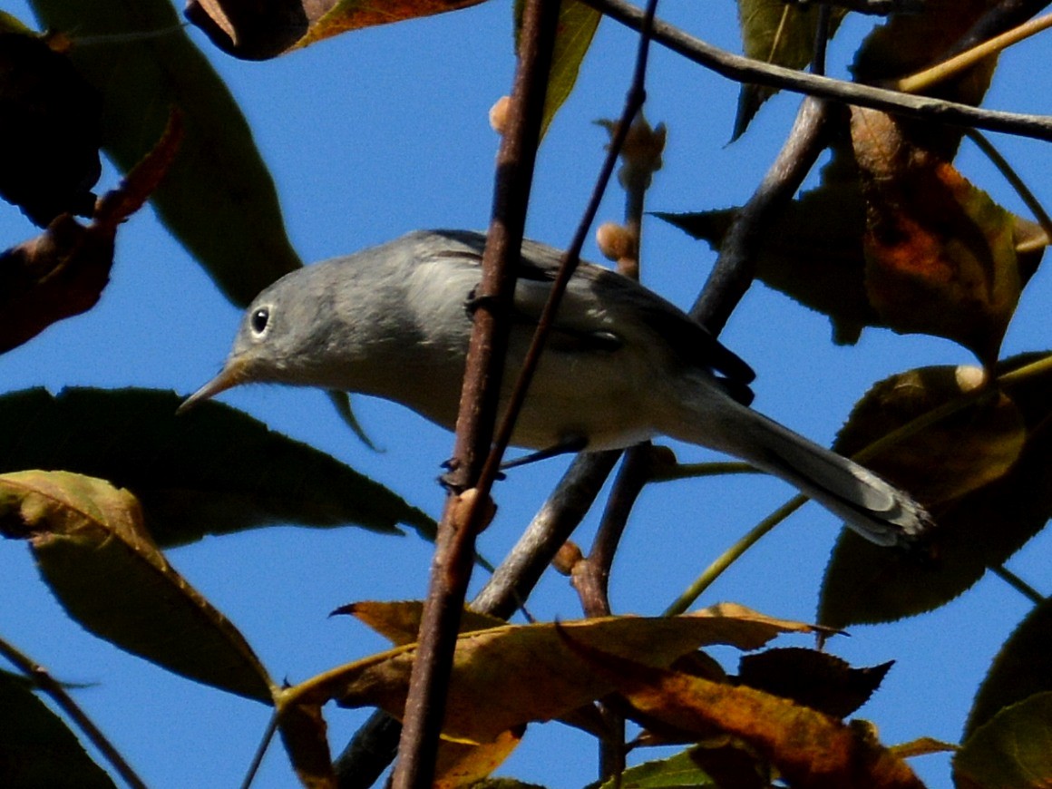 Blue-gray Gnatcatcher - ML645803190