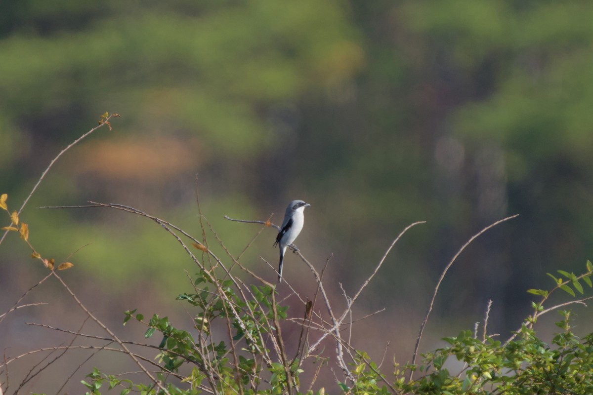 Louisianawürger - ML645803191