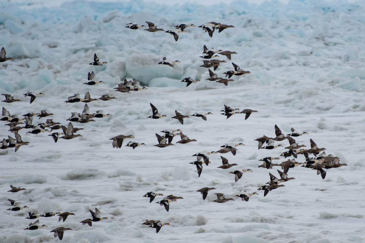 Re degli edredoni - ML645803194