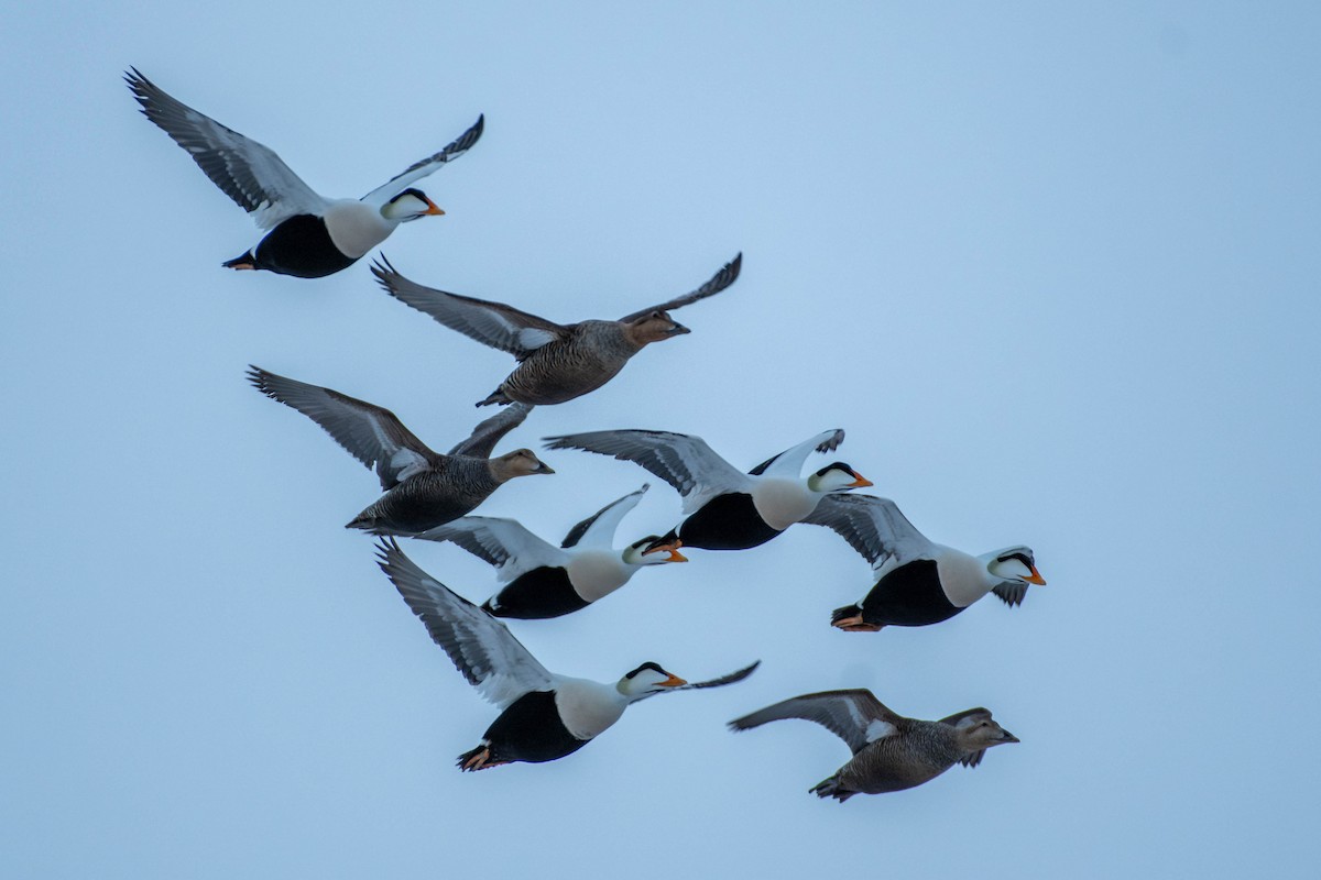 Edredone - ML645803201