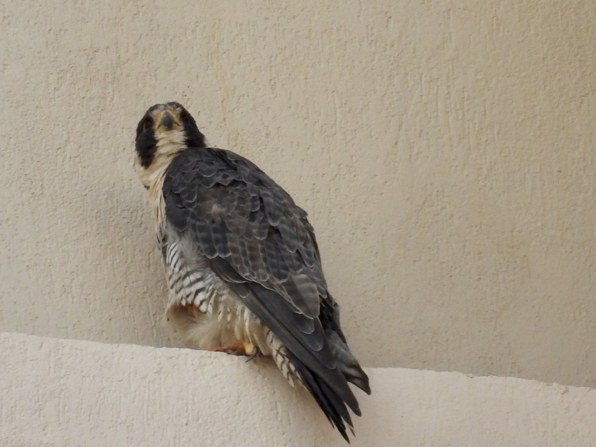 Peregrine Falcon - ML645803204