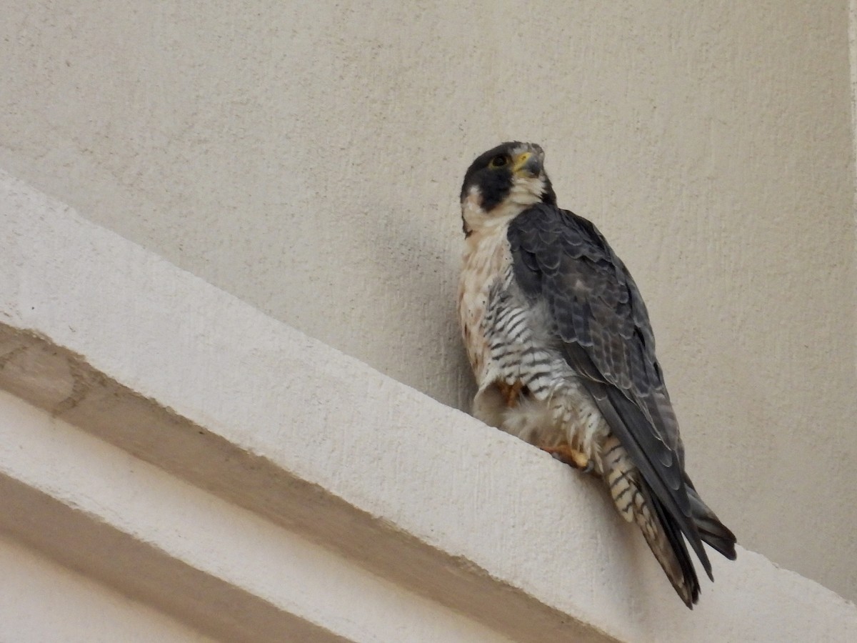 Peregrine Falcon - ML645803205