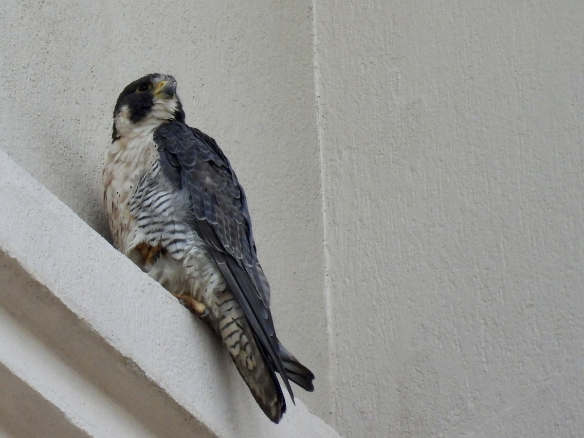 Peregrine Falcon - ML645803206