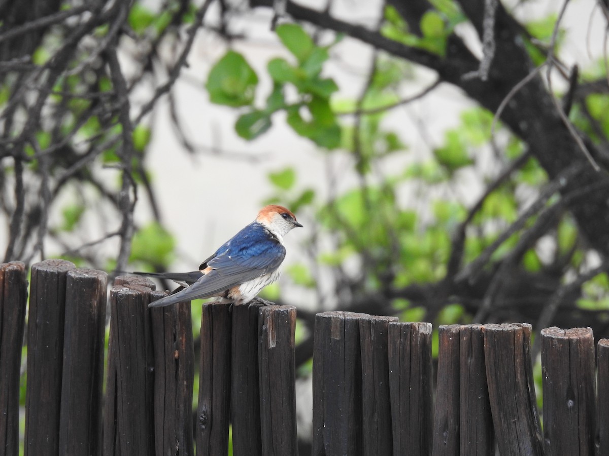 Greater Striped Swallow - ML645803219