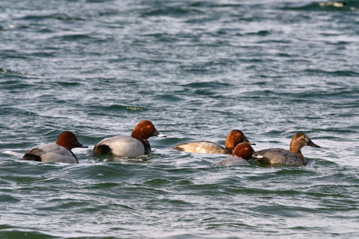 Common Pochard - ML645803221