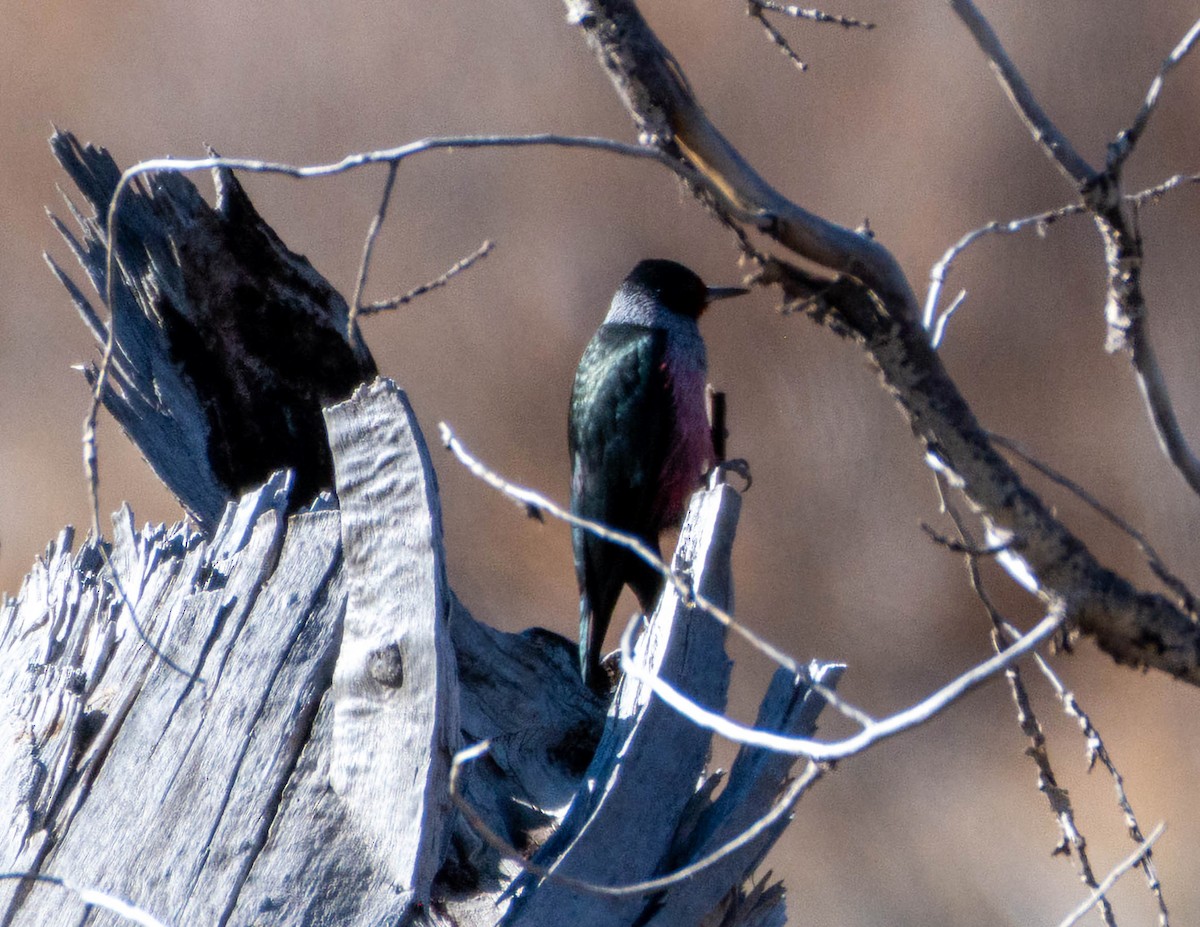 Blutgesichtspecht - ML645803228