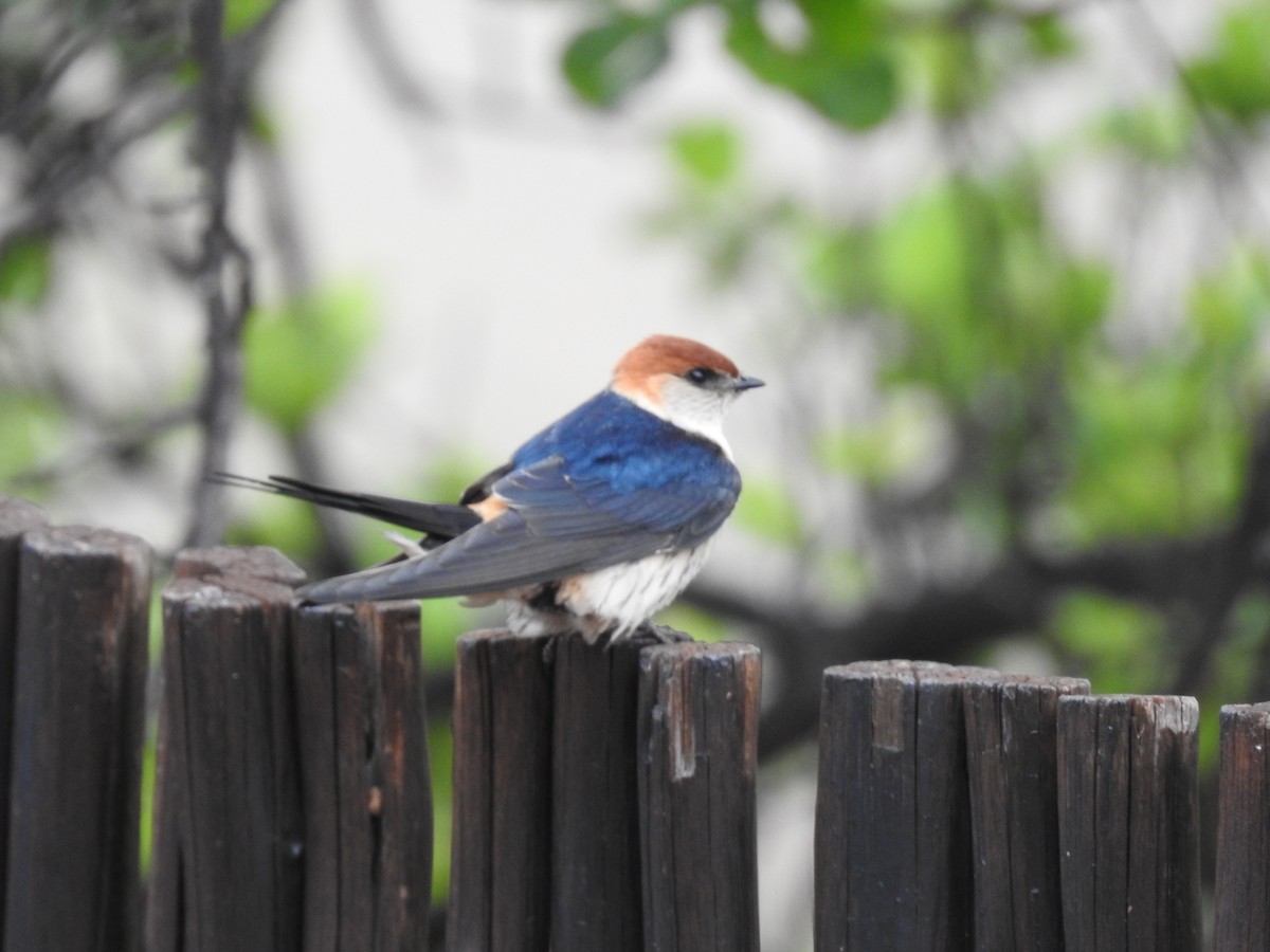 Greater Striped Swallow - ML645803238