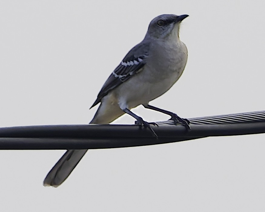 Tropical Mockingbird - ML645803256