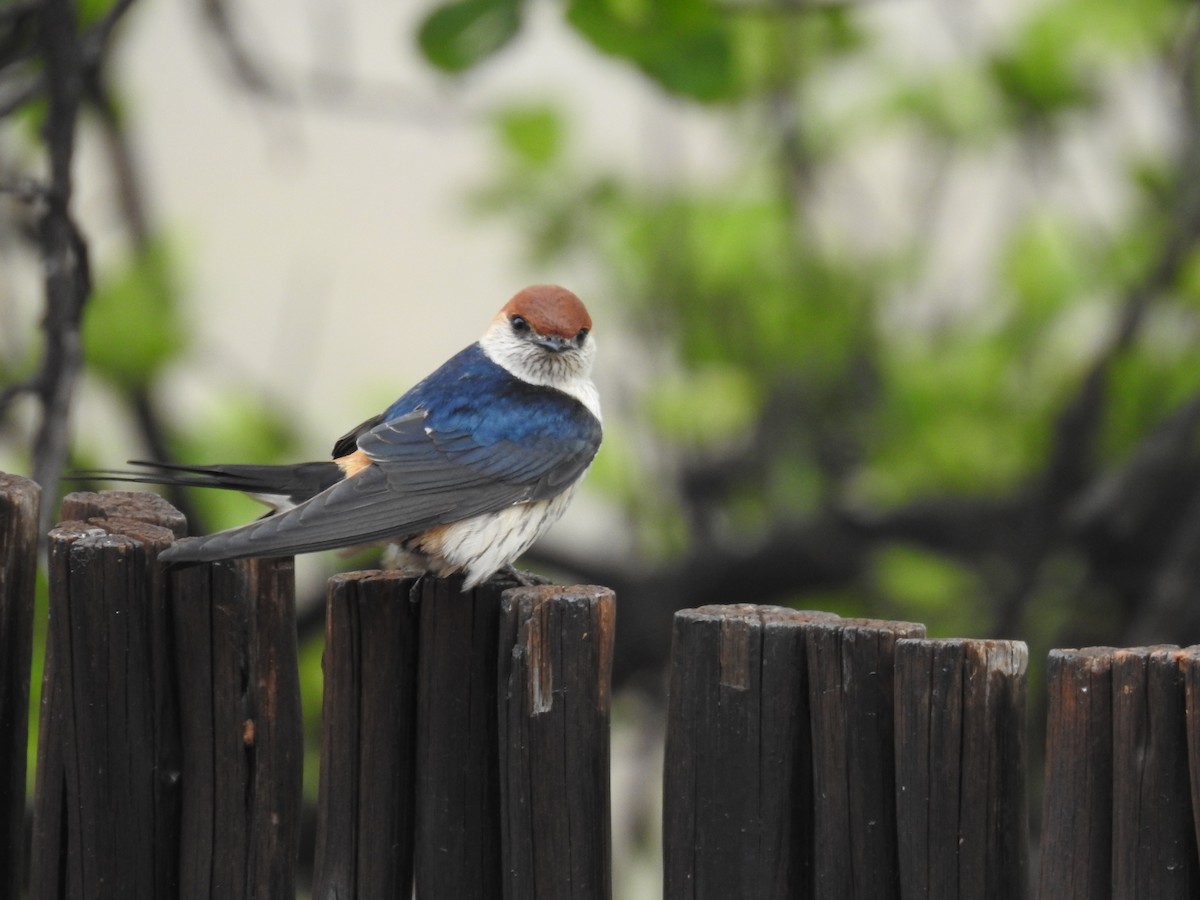 Greater Striped Swallow - ML645803260