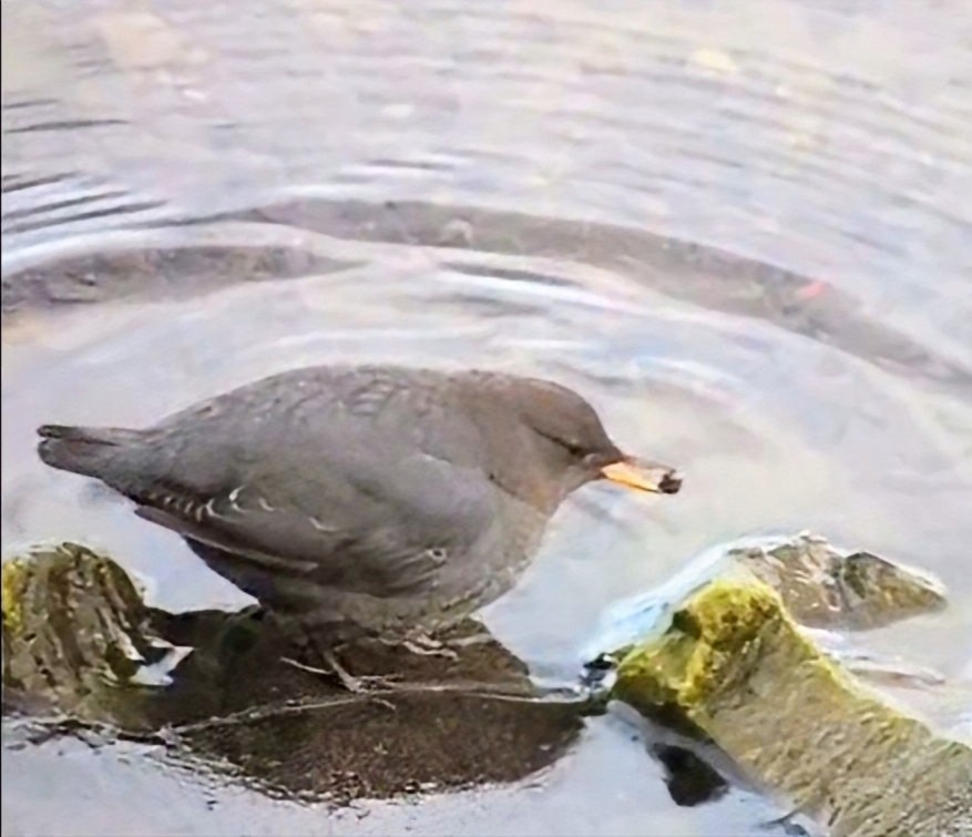 Ur-zozo iparramerikarra - ML645803263