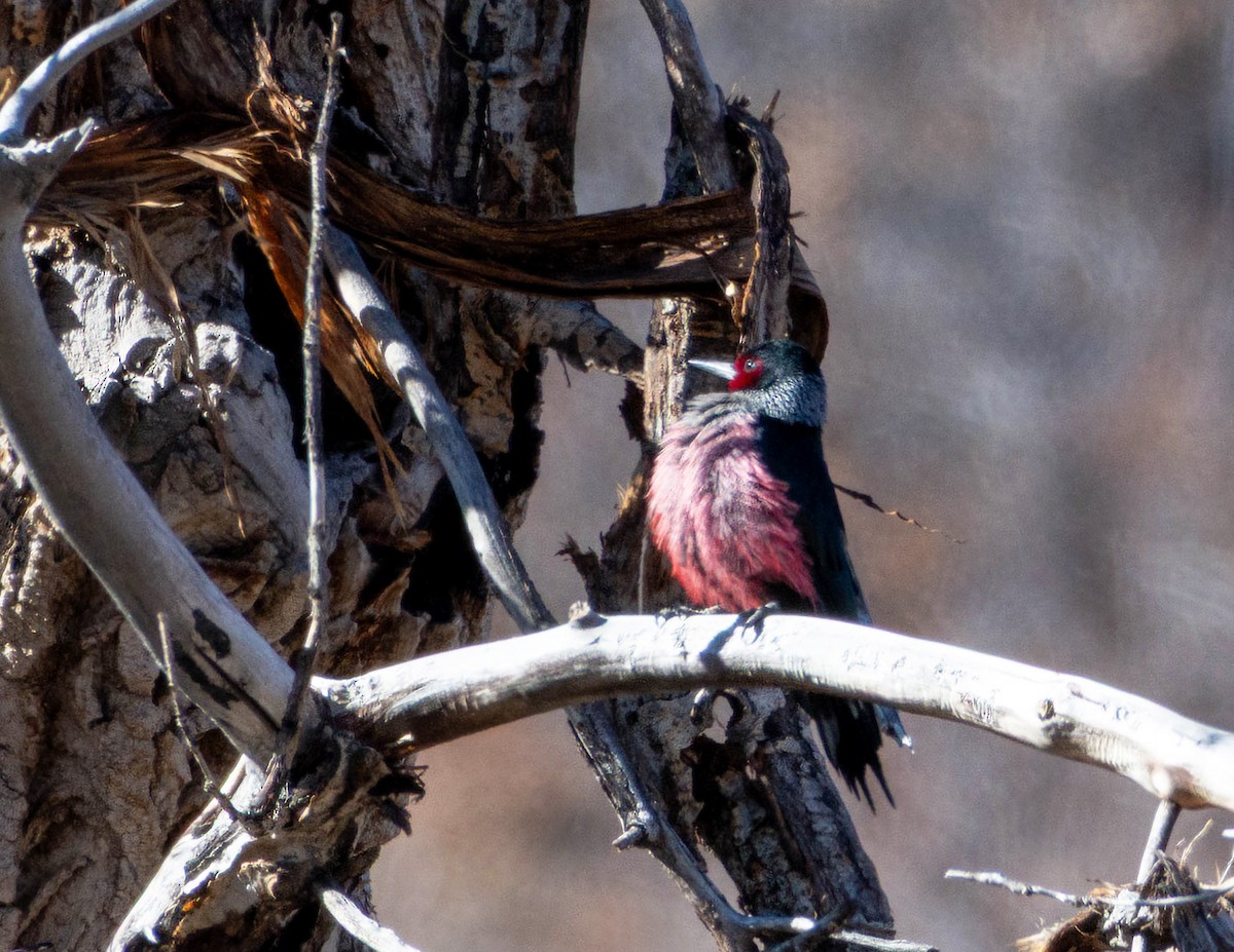 Blutgesichtspecht - ML645803271