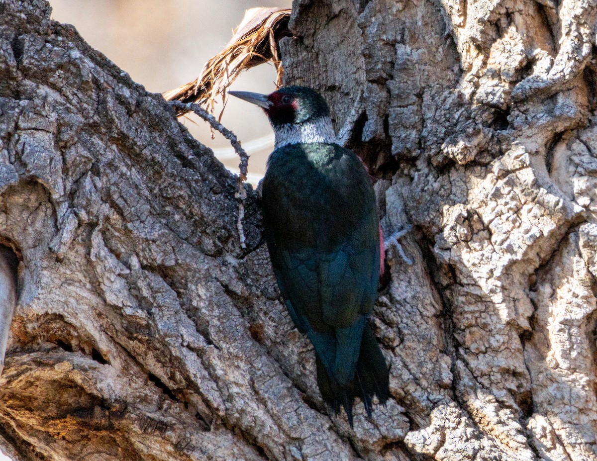 Blutgesichtspecht - ML645803272