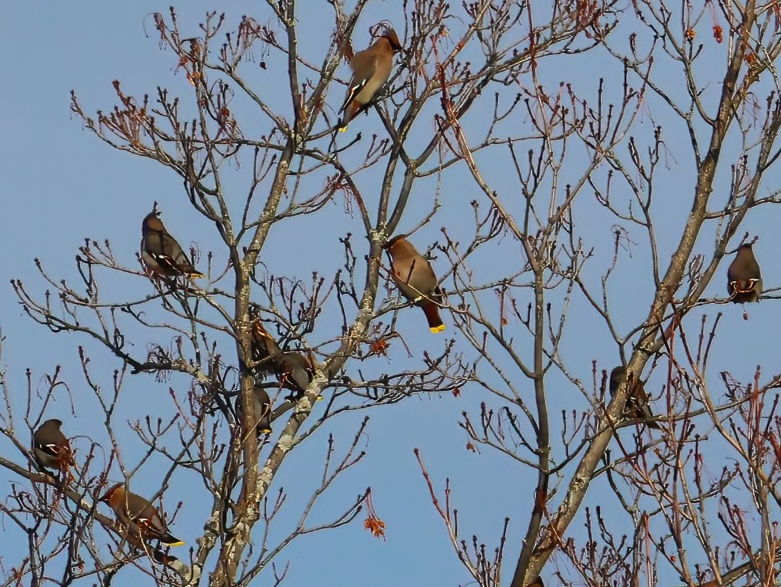 Bohemian Waxwing - ML645803294
