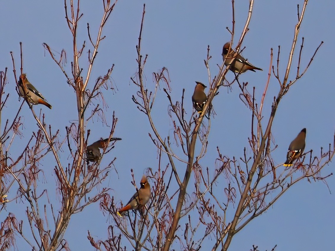 Bohemian Waxwing - ML645803295