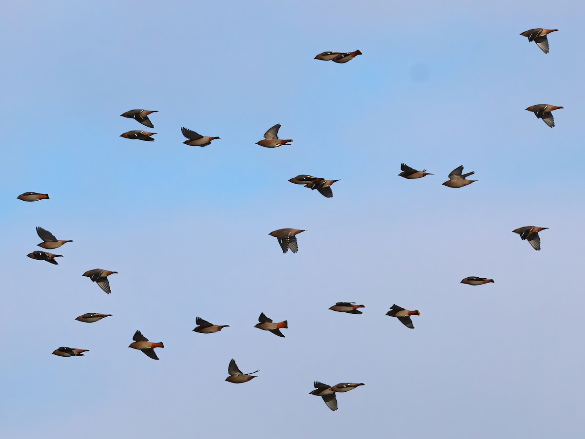 Bohemian Waxwing - ML645803296