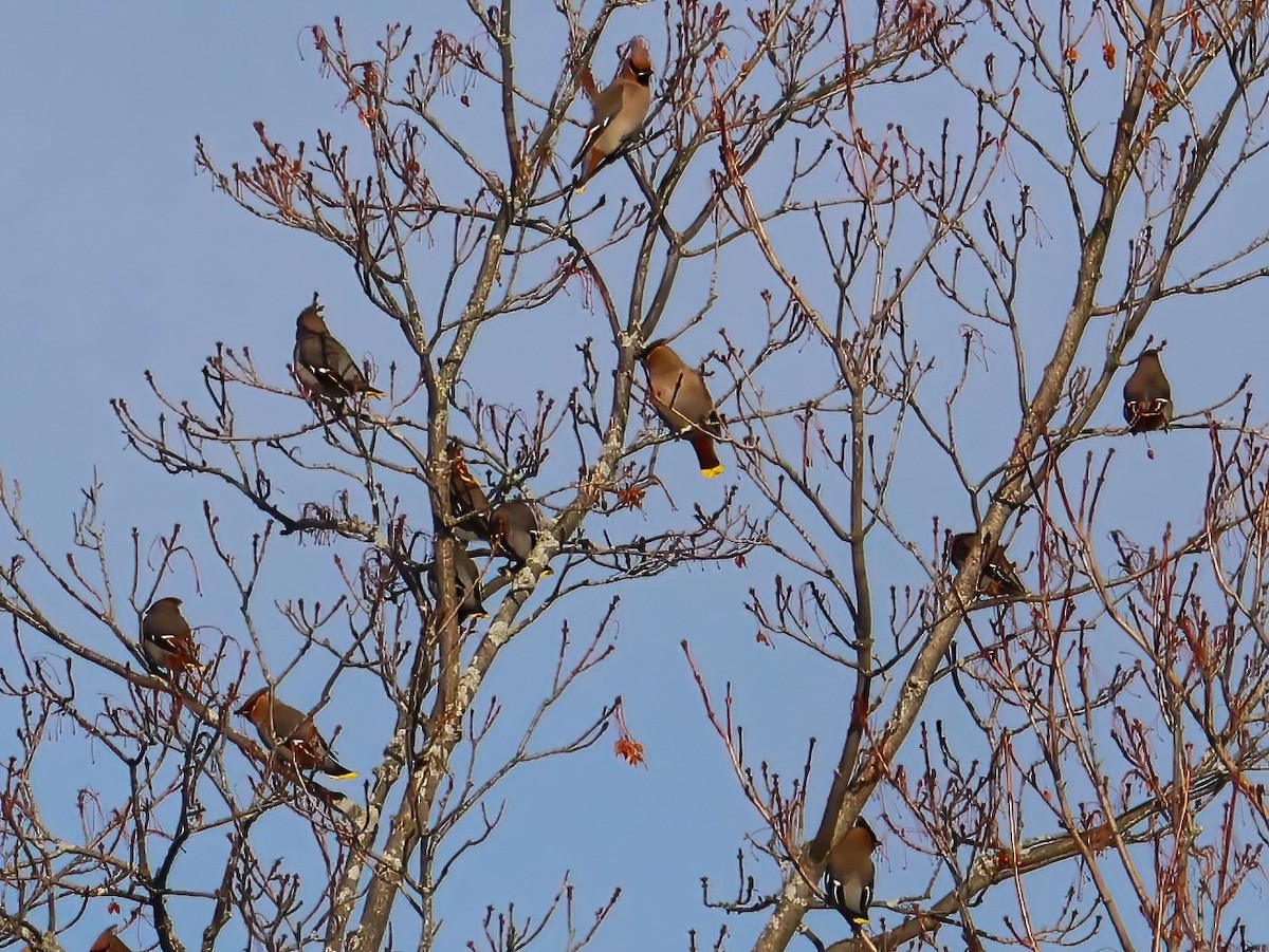 Bohemian Waxwing - ML645803297