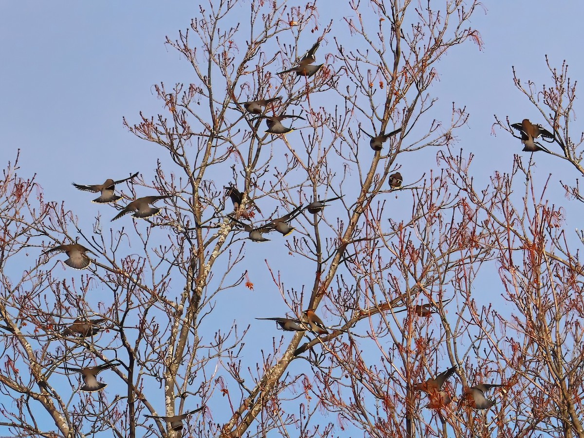 Bohemian Waxwing - ML645803298