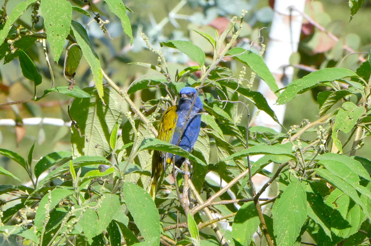 Blue-capped Tanager - ML645803299