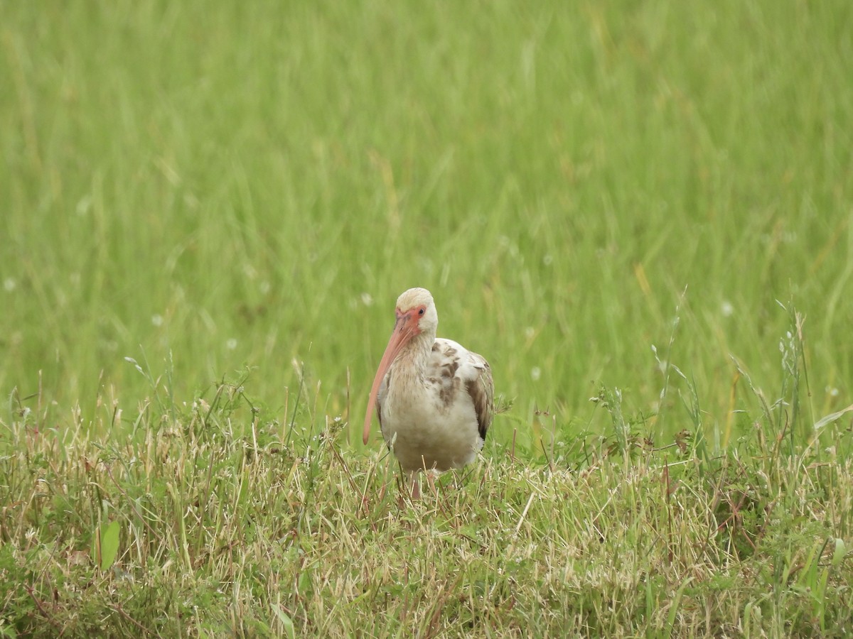 White Ibis - ML645803308