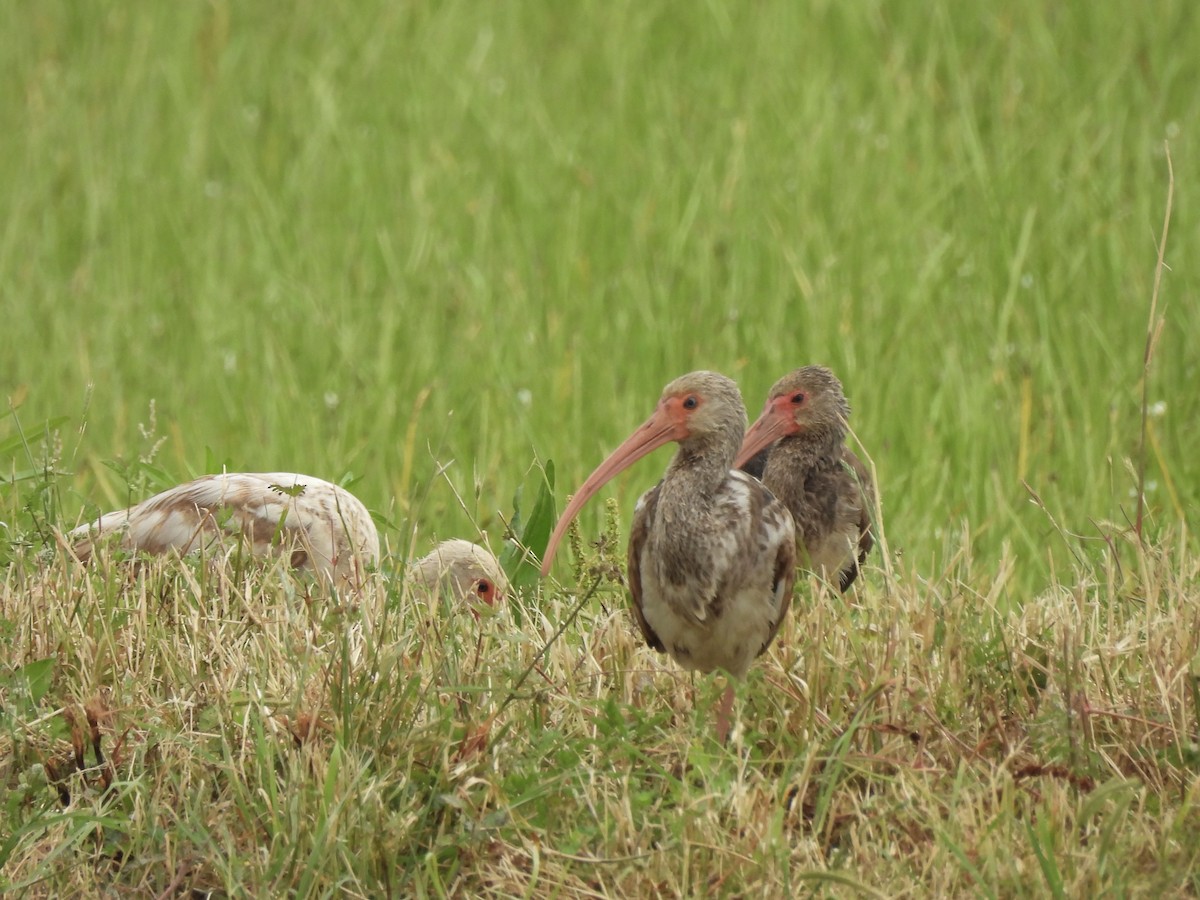 White Ibis - ML645803316